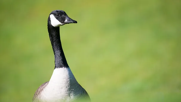 Tributes fly in after ‘worse than Harambe’ murder of Warwick Goose