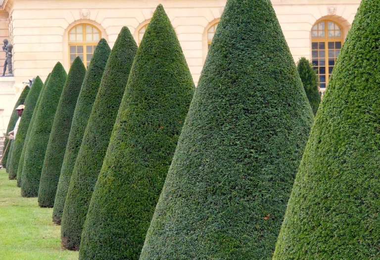 Topiary Cones