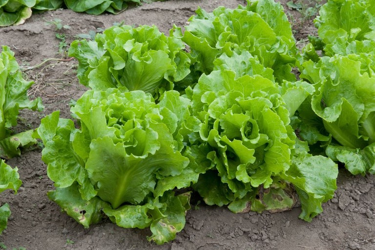 Lettuce an annual plant of the daisy family, most often grown as a leaf vegetable.