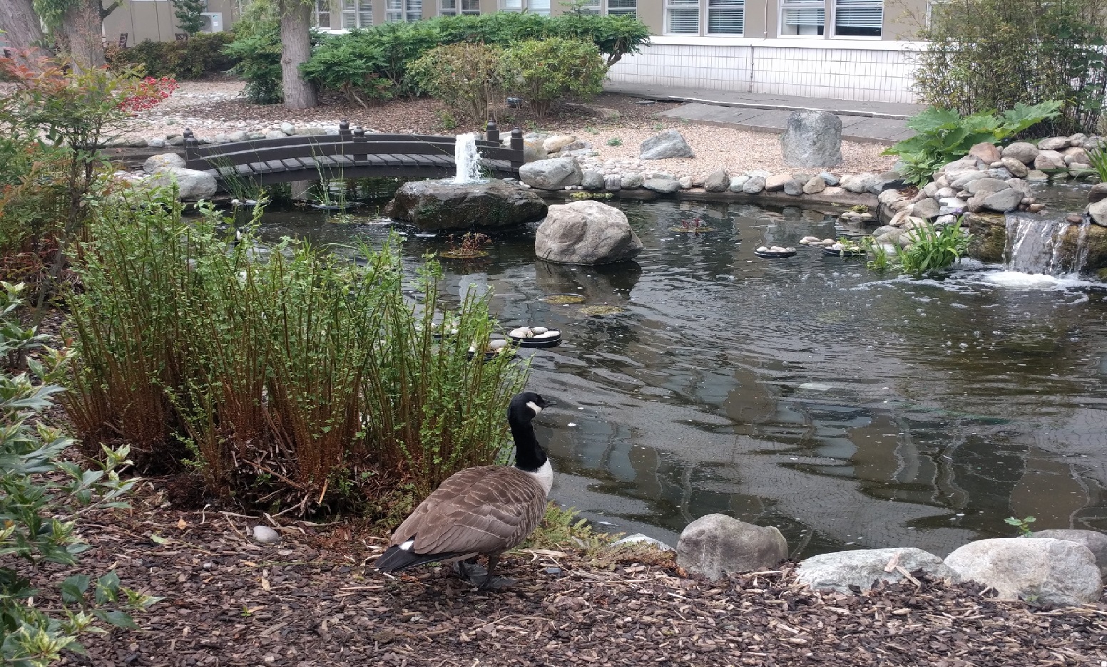 Goose shot dead after first year falls into humanities pond